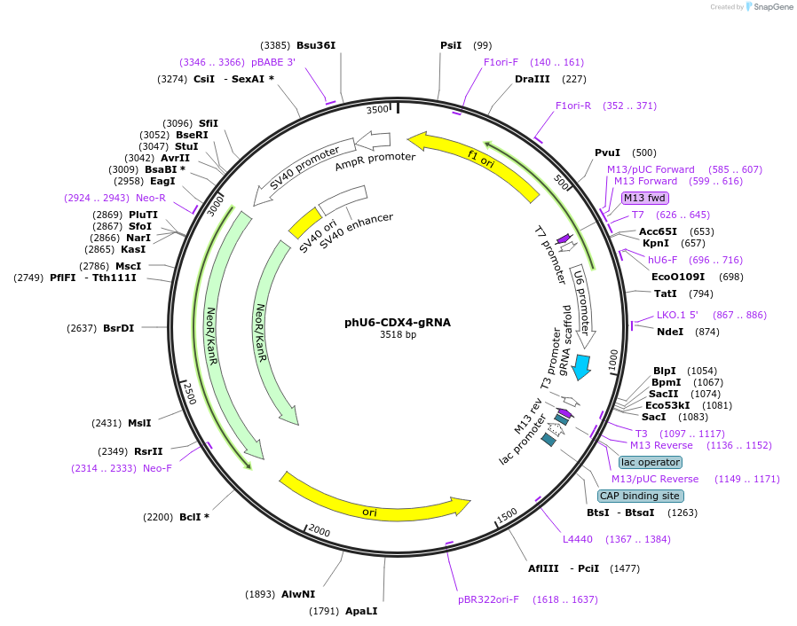 192511-plasmid-map-sequence-id-396629