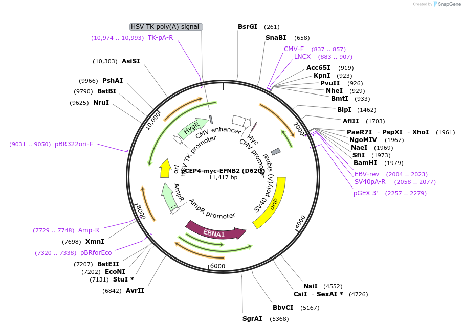 200976-plasmid-map-sequence-id-396631