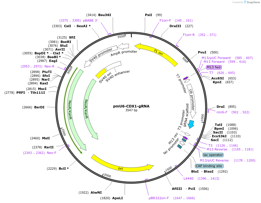 192512-plasmid-map-sequence-id-396636