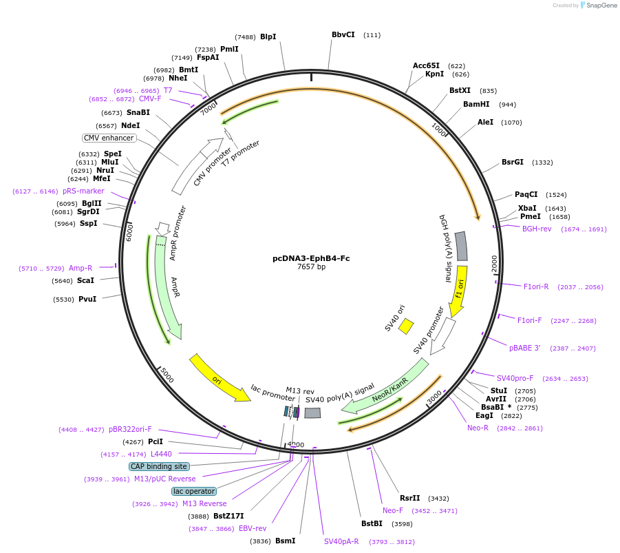 200986-plasmid-map-sequence-id-396637