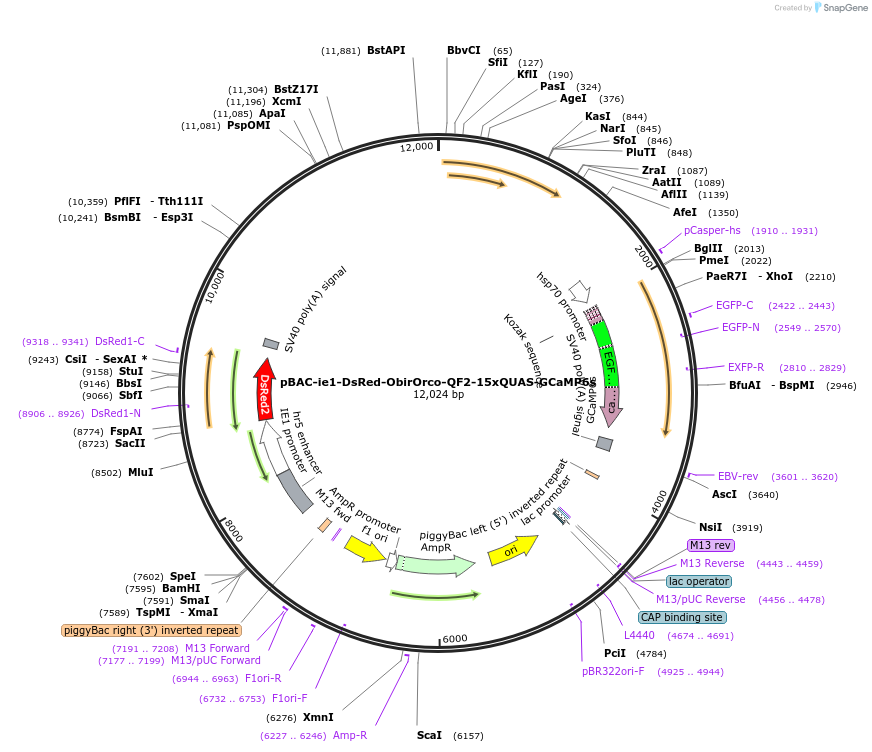 200400-plasmid-map-sequence-id-396639