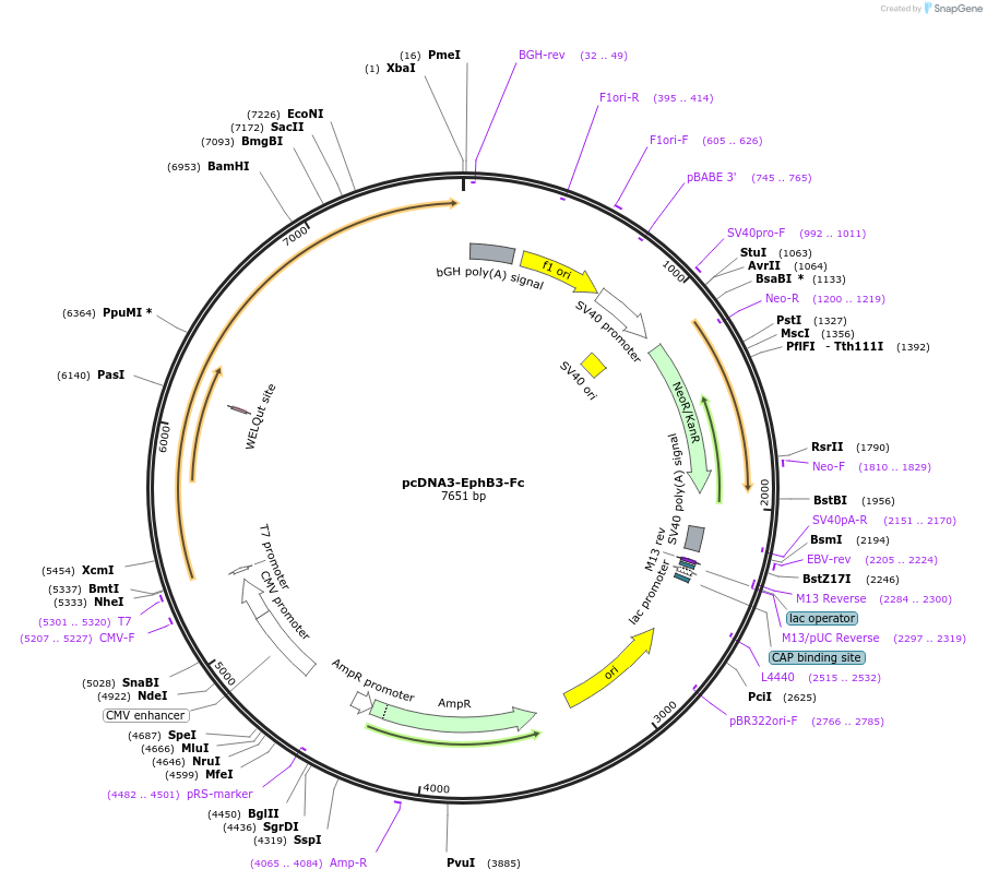 200985-plasmid-map-sequence-id-396670