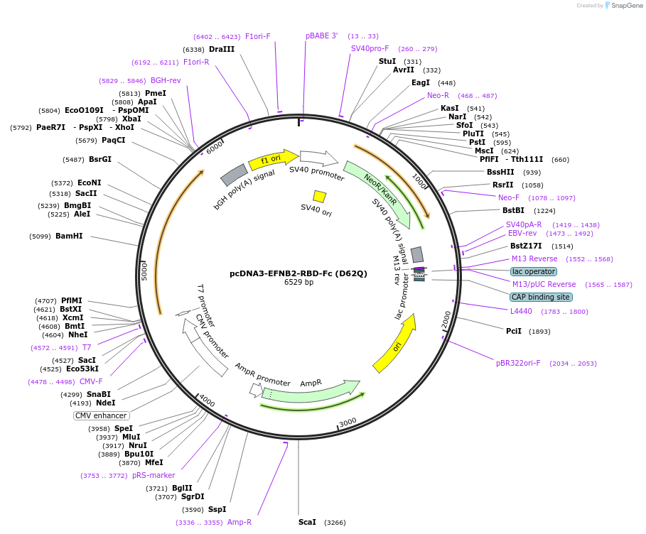 200979-plasmid-map-sequence-id-396671
