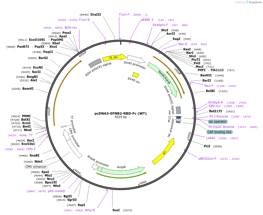 200978-plasmid-map-sequence-id-396672
