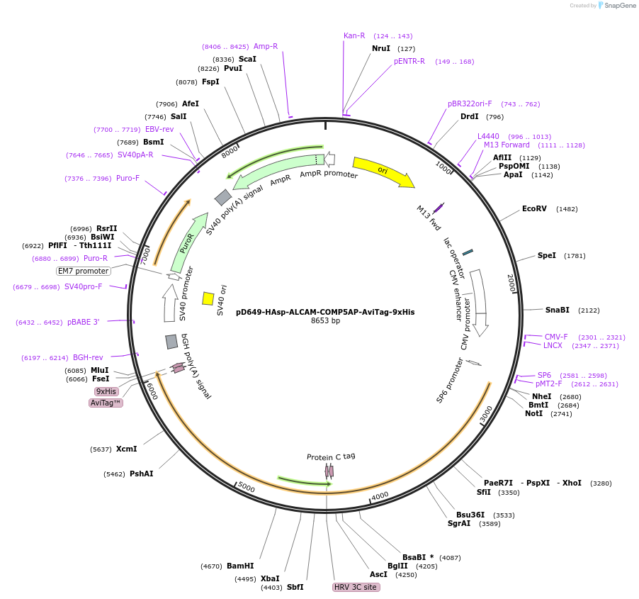 157451-plasmid-map-sequence-id-396675