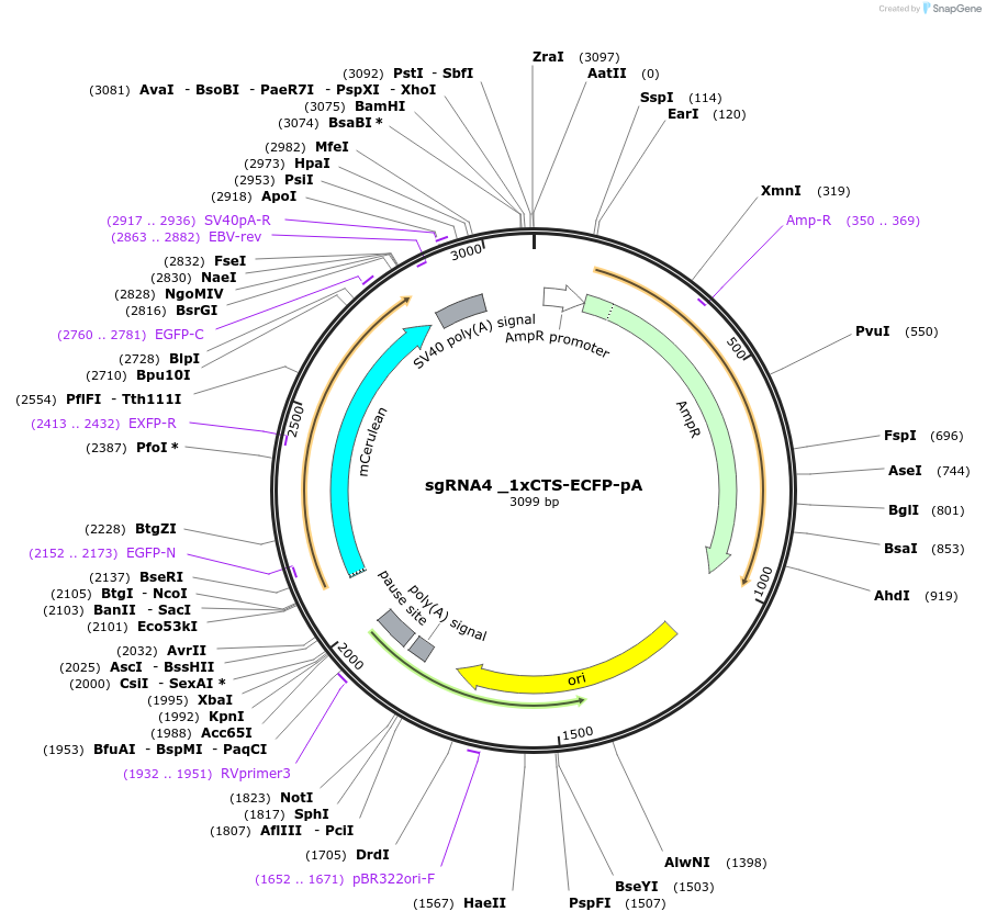 200240-plasmid-map-sequence-id-396679