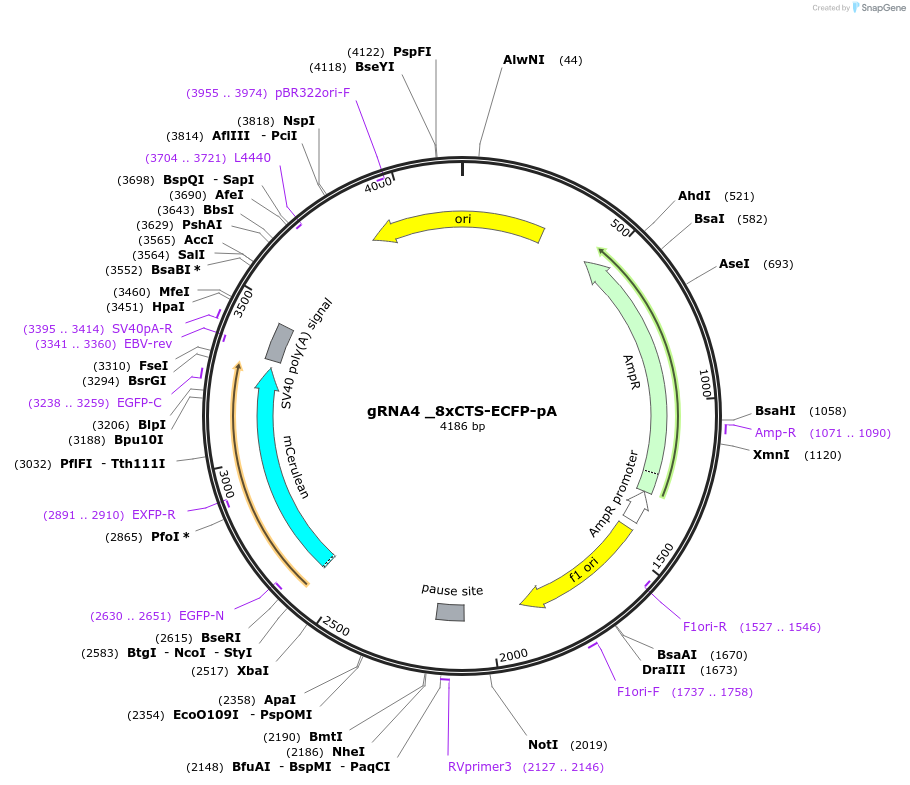 200246-plasmid-map-sequence-id-396680
