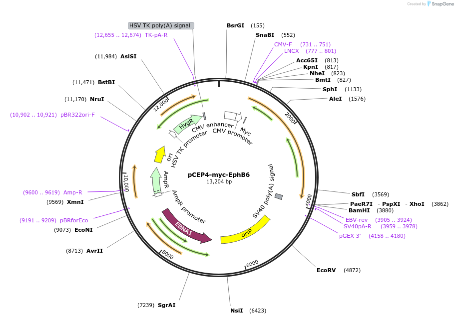 200984-plasmid-map-sequence-id-396681