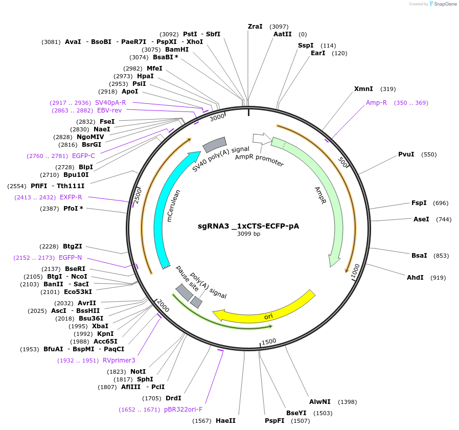 200239-plasmid-map-sequence-id-396682