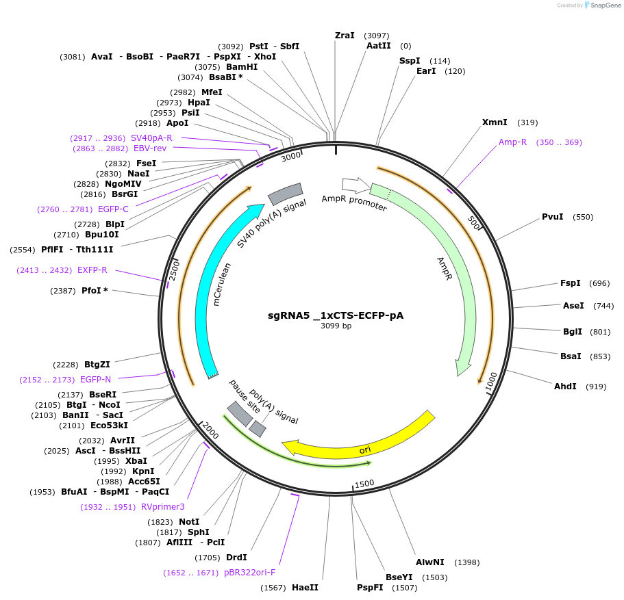 200241-plasmid-map-sequence-id-396684