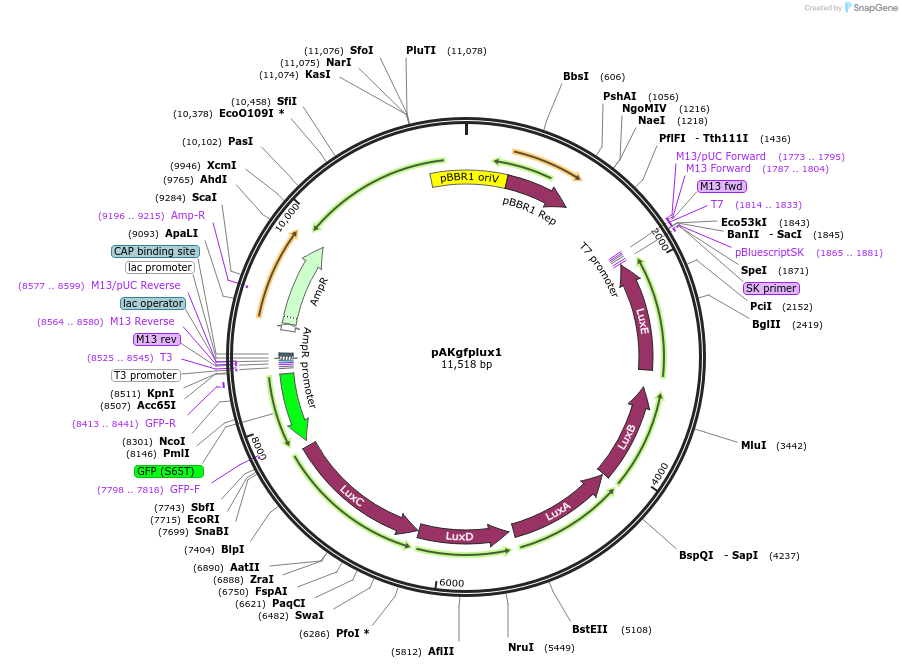 14083-plasmid-map-sequence-id-396691