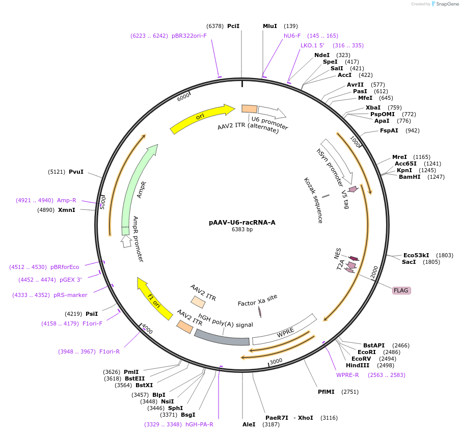 200824-plasmid-map-sequence-id-396714