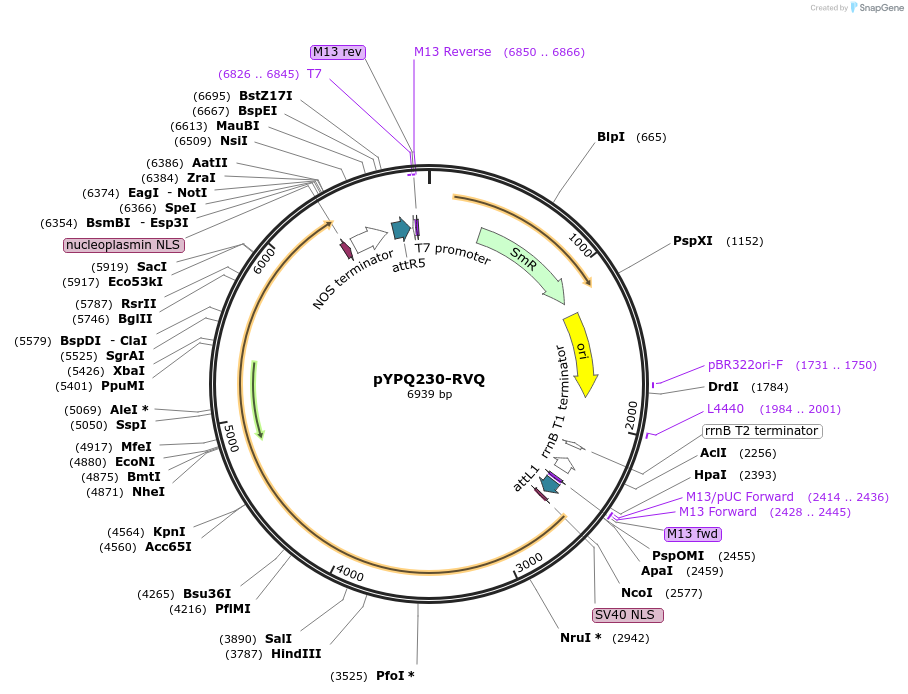 200187-plasmid-map-sequence-id-396767