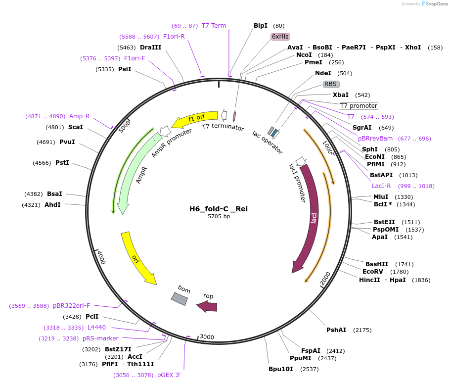 201827-plasmid-map-sequence-id-396769