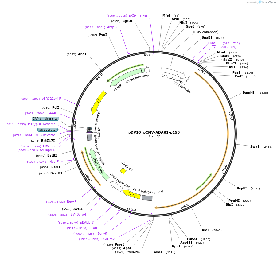 200405-plasmid-map-sequence-id-396775