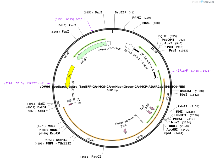 200402-plasmid-map-sequence-id-396788