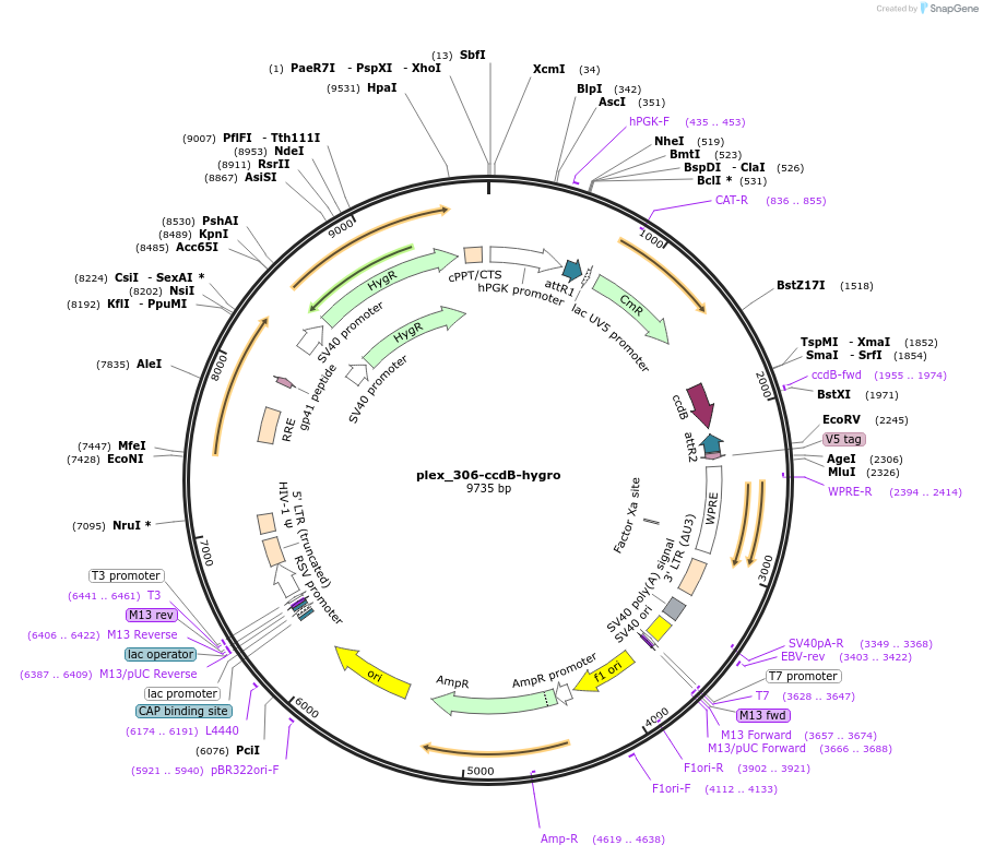 201135-plasmid-map-sequence-id-396789