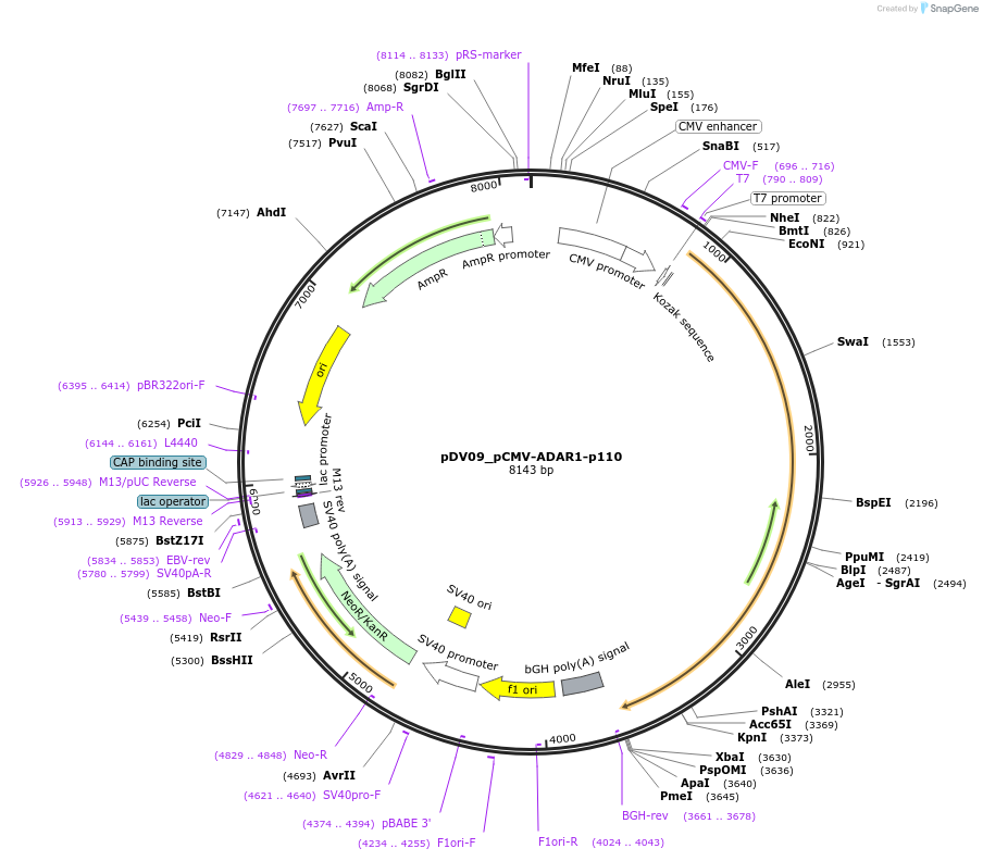 200404-plasmid-map-sequence-id-396791