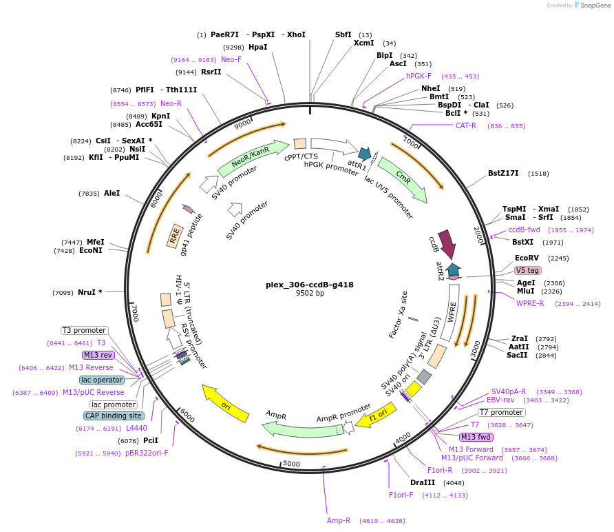 201133-plasmid-map-sequence-id-396792