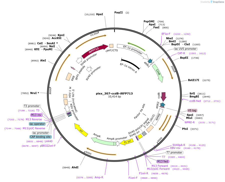 201140-plasmid-map-sequence-id-396794
