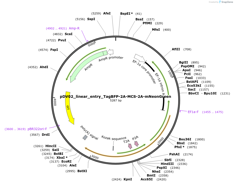 200401-plasmid-map-sequence-id-396795