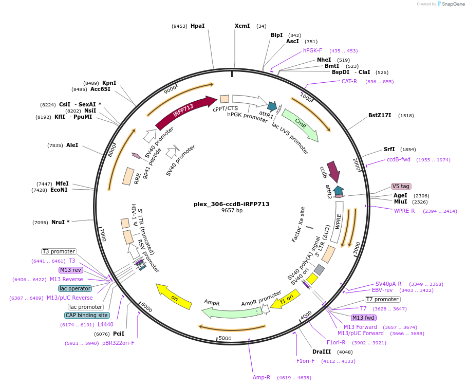 201132-plasmid-map-sequence-id-396796