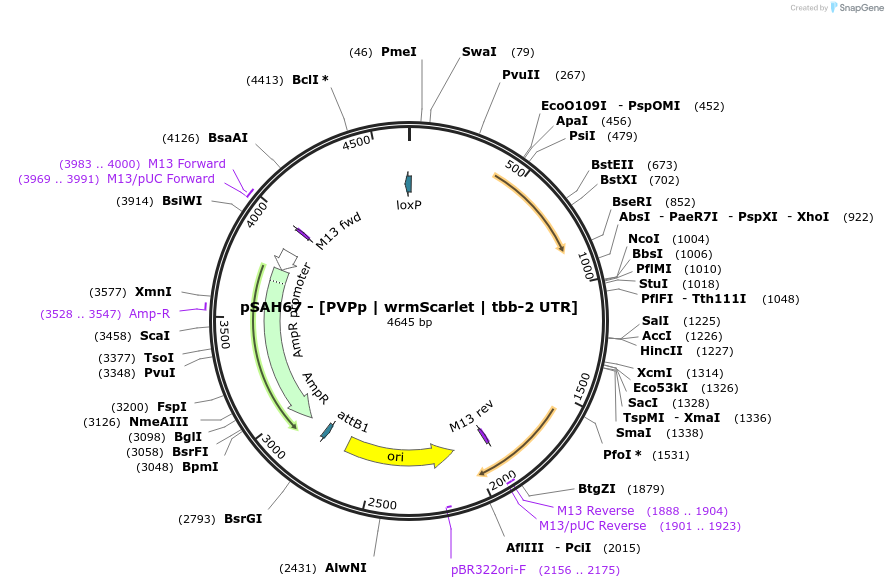 200341-plasmid-map-sequence-id-396799