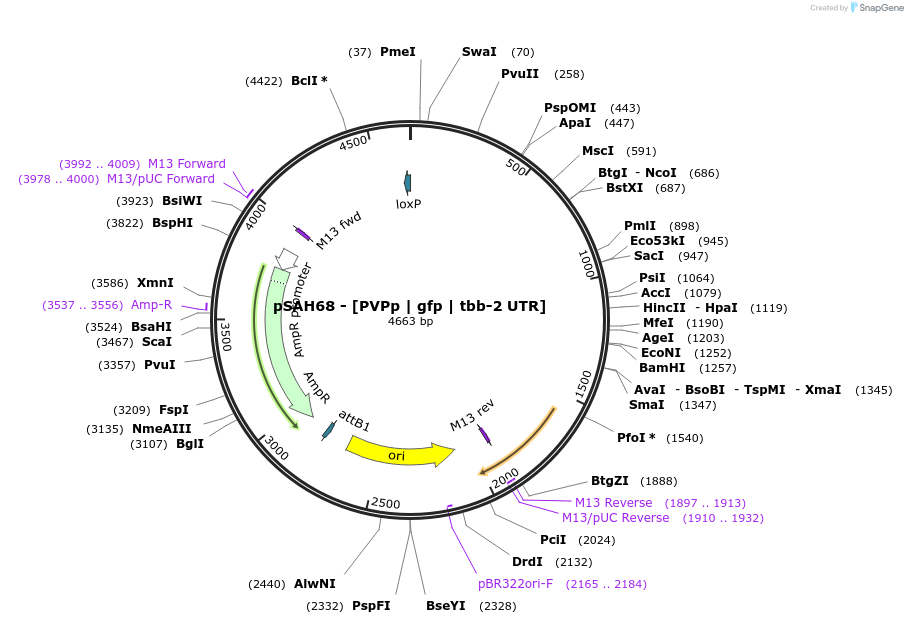 200342-plasmid-map-sequence-id-396800
