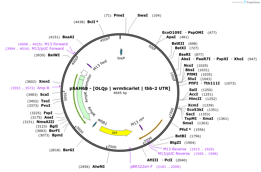 200343-plasmid-map-sequence-id-396803