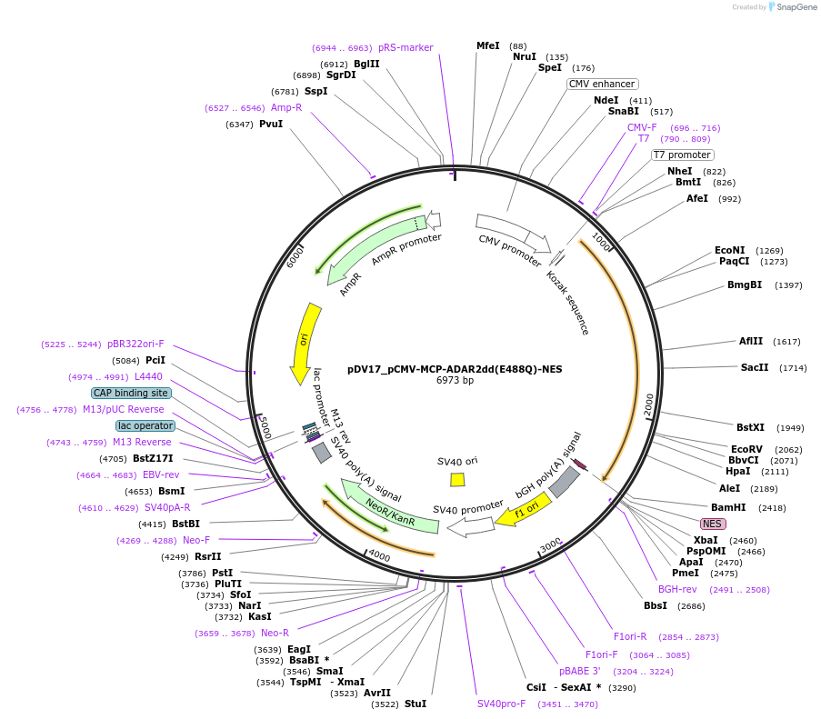 200406-plasmid-map-sequence-id-396805