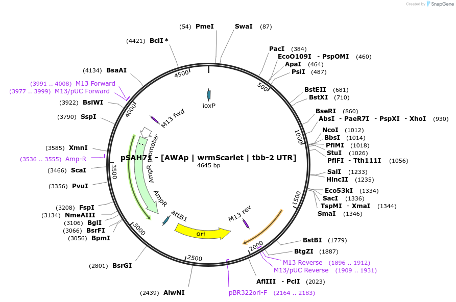 200345-plasmid-map-sequence-id-396807