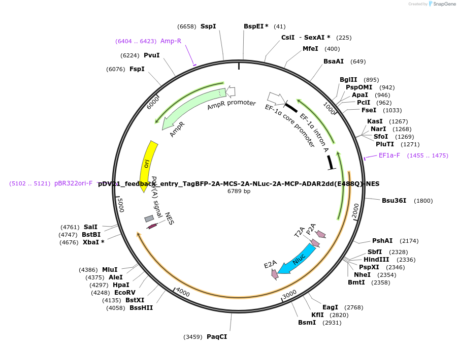 200403-plasmid-map-sequence-id-396808