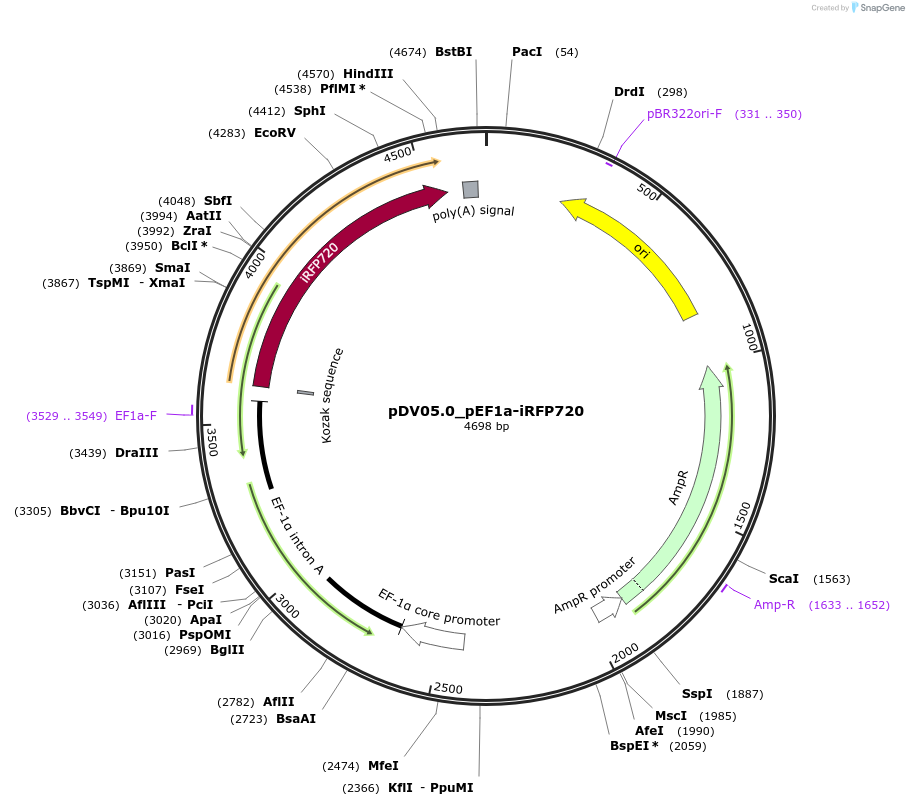 200407-plasmid-map-sequence-id-396810