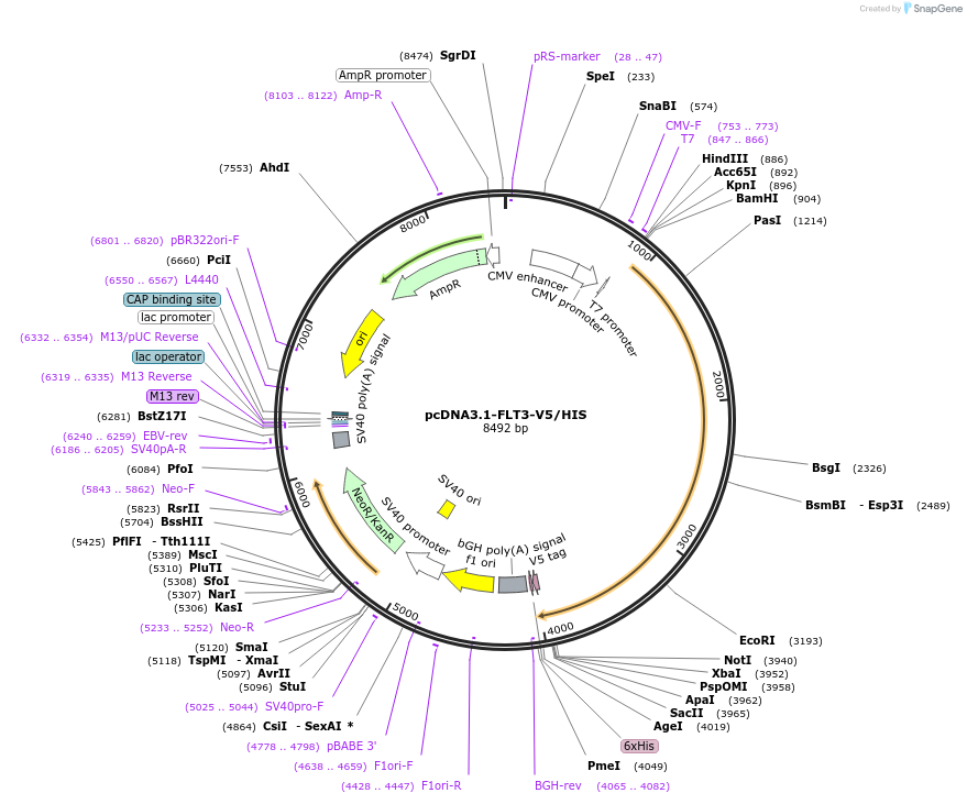 201985-plasmid-map-sequence-id-396813