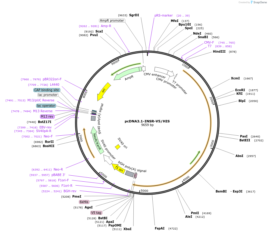 201980-plasmid-map-sequence-id-396814