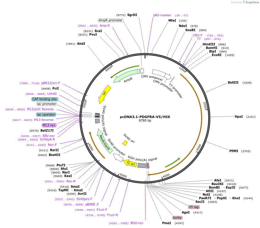 201987-plasmid-map-sequence-id-396816