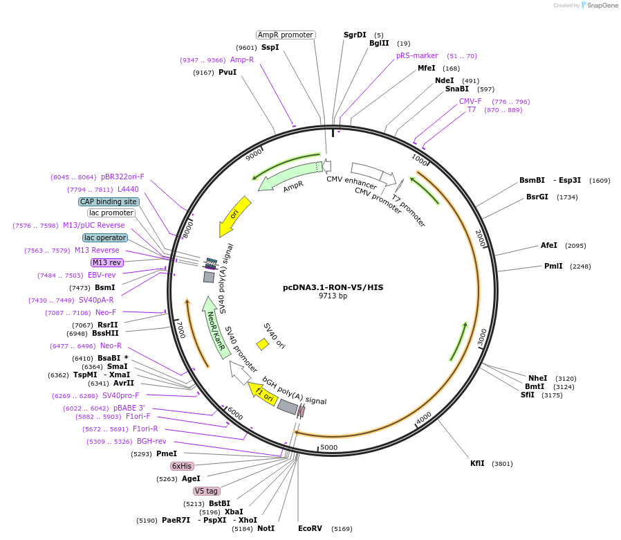 201983-plasmid-map-sequence-id-396817