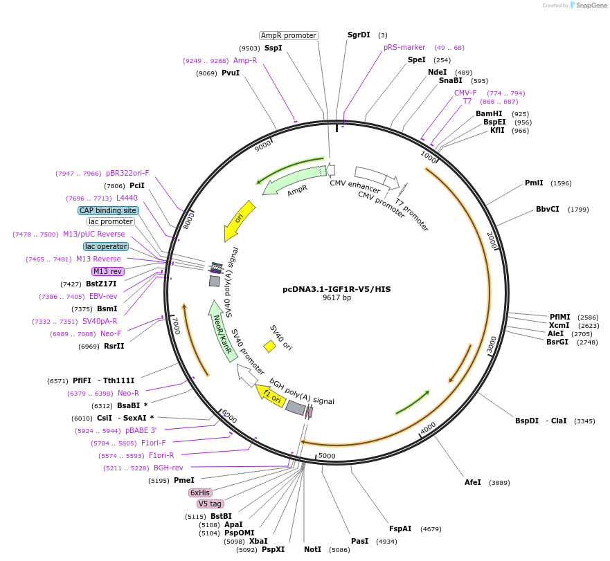 201979-plasmid-map-sequence-id-396818