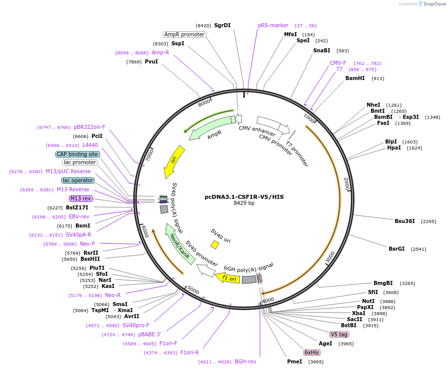 201984-plasmid-map-sequence-id-396819