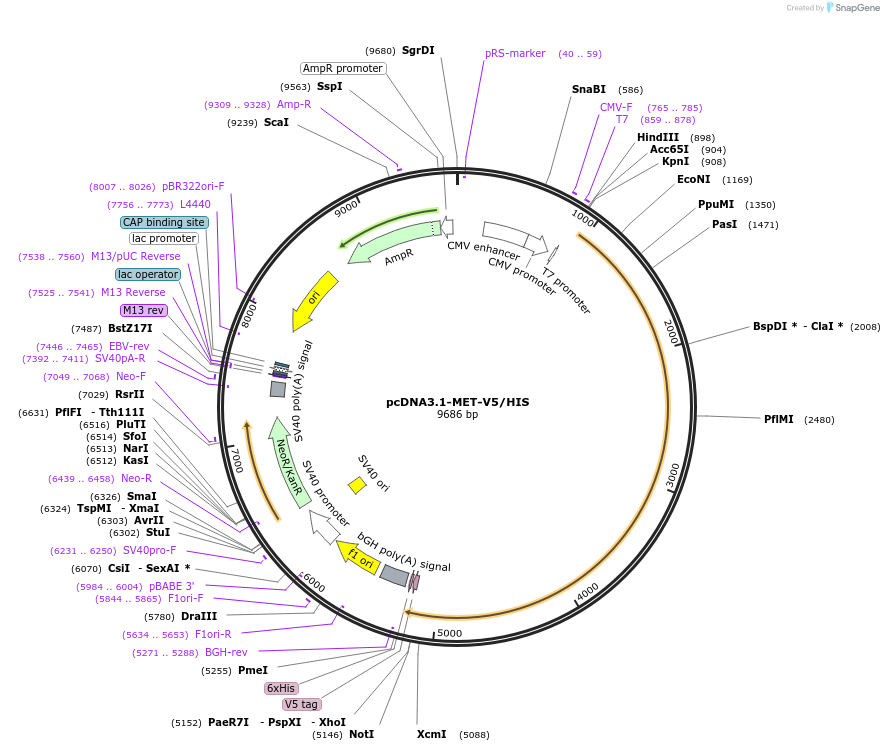 201982-plasmid-map-sequence-id-396820