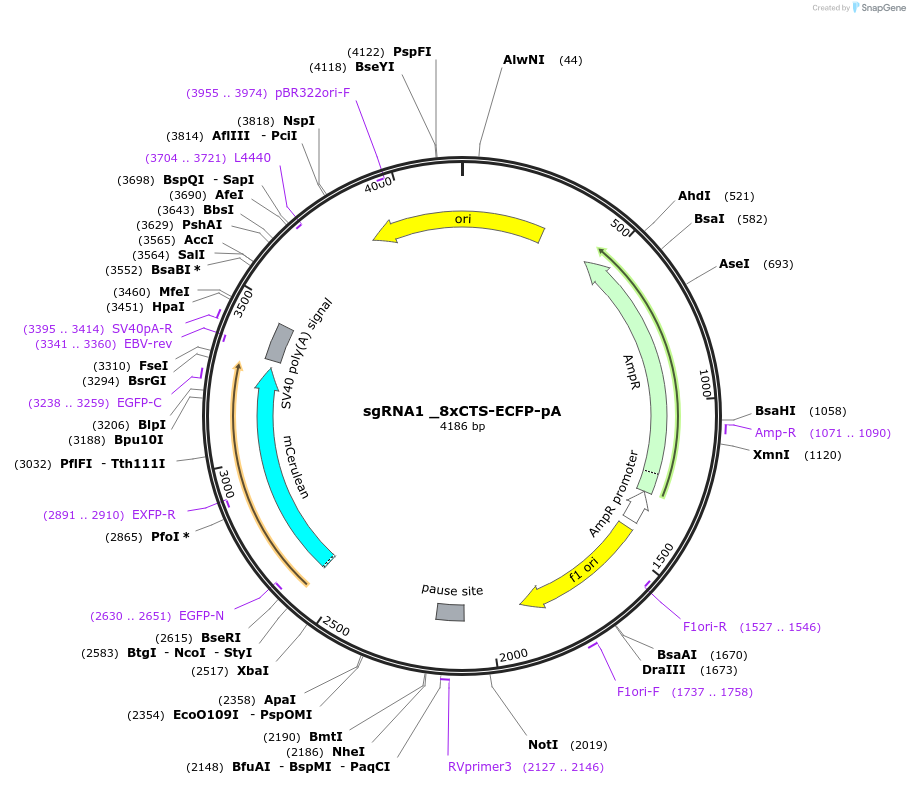 200243-plasmid-map-sequence-id-396822
