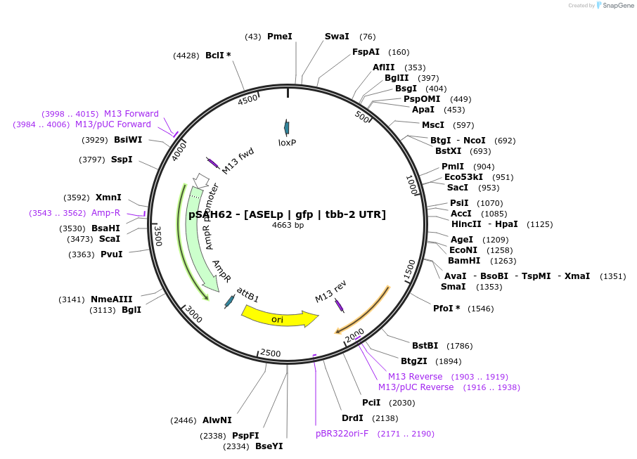 200336-plasmid-map-sequence-id-396863