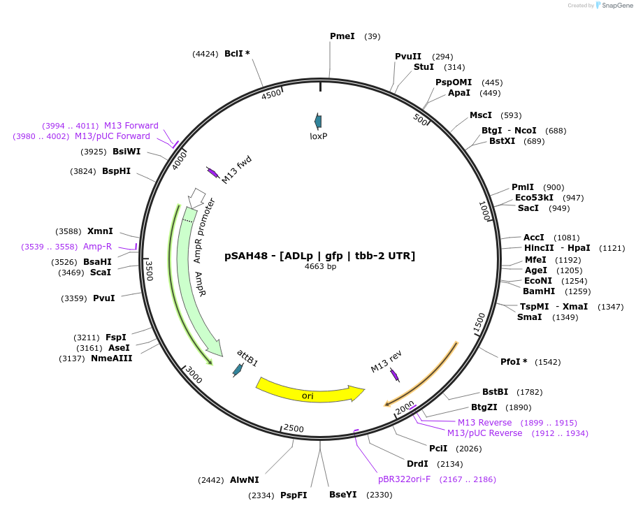 200324-plasmid-map-sequence-id-396867