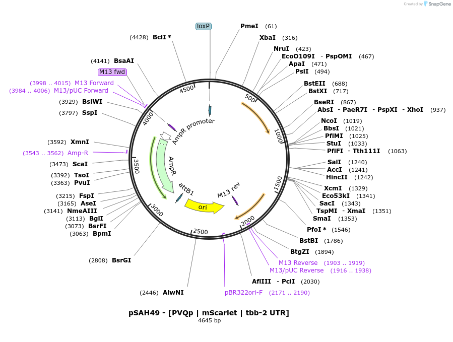 200325-plasmid-map-sequence-id-396869