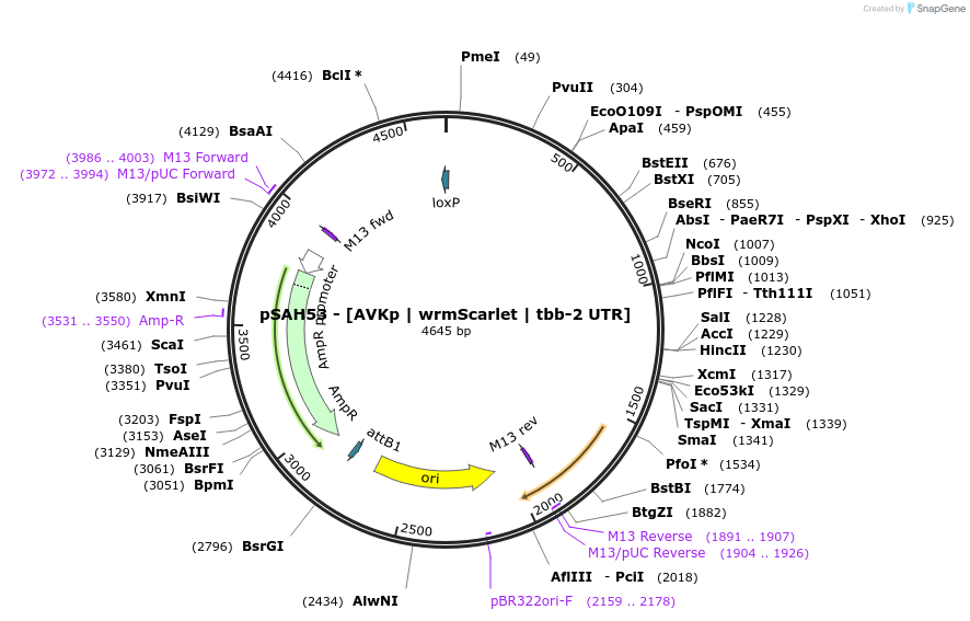200329-plasmid-map-sequence-id-396873