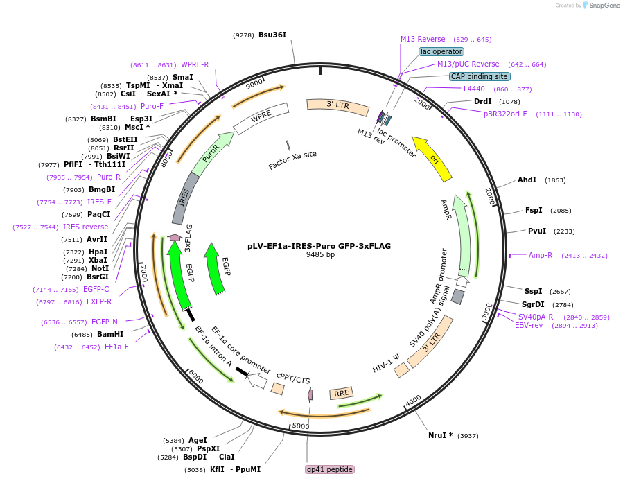 201636-plasmid-map-sequence-id-396875