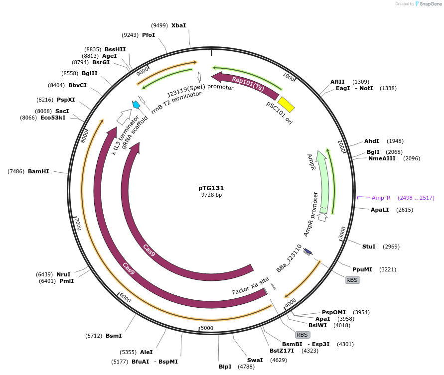 198640-plasmid-map-sequence-id-396878
