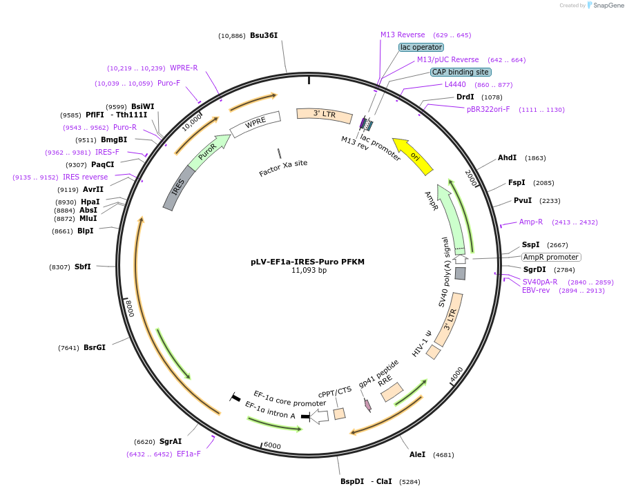 201638-plasmid-map-sequence-id-396879
