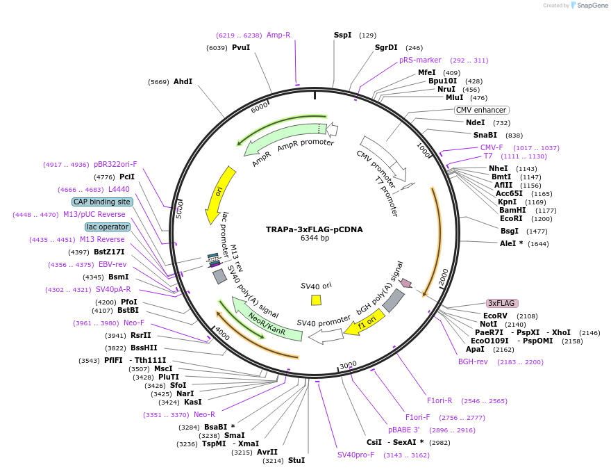 201963-plasmid-map-sequence-id-396888