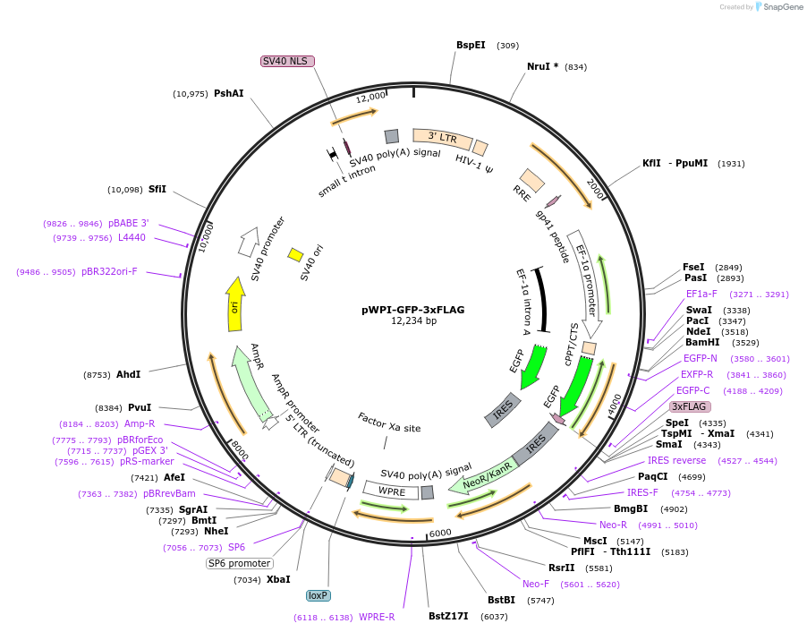 201639-plasmid-map-sequence-id-396889